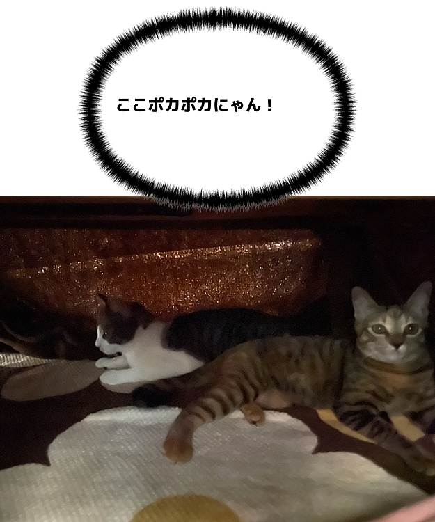 寒くなって来たのでコタツを出しましたよ。
もちろんあんわら初コタツ〜！
なかなか気に入ったようです( ^ω^ )
