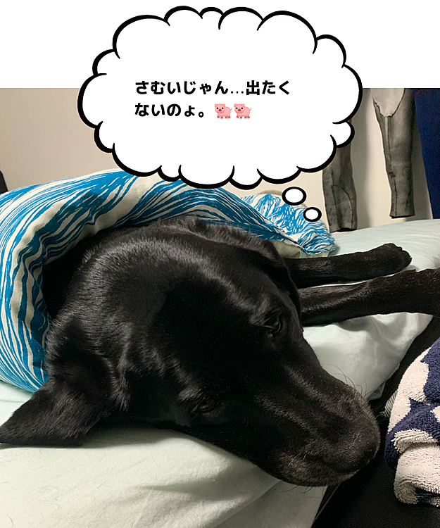 ぶた組ブッチャー班🐽🐽の投稿