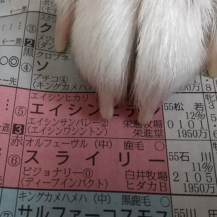 秋華賞はエイシンヒテン😉