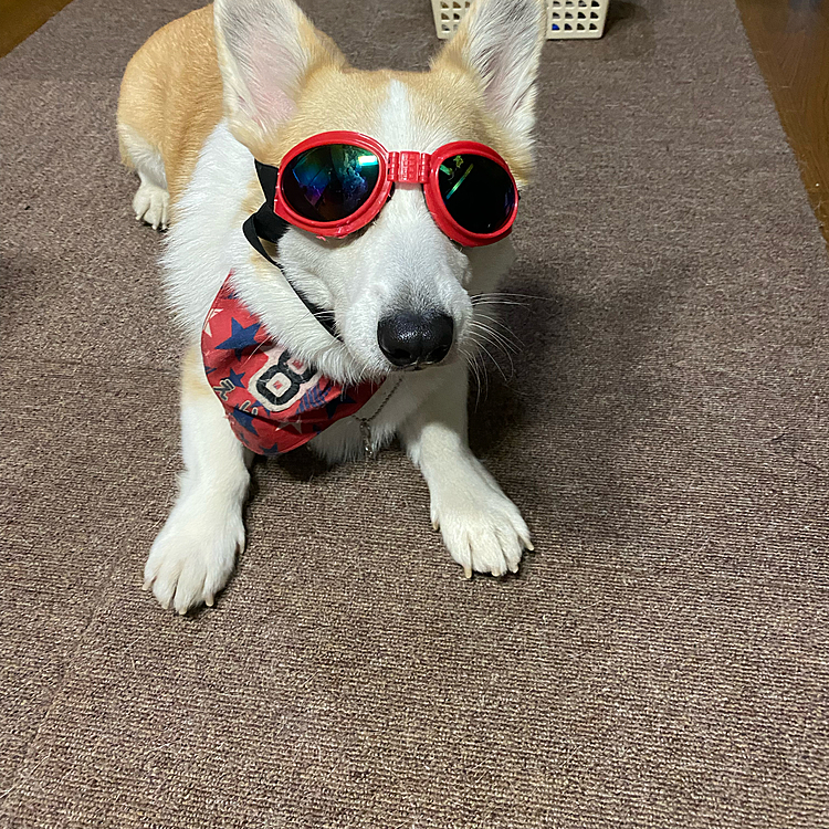 パパが友達の影響でツーリングに行く為にボク用のゴーグルを買ってくれたよ〜❣️