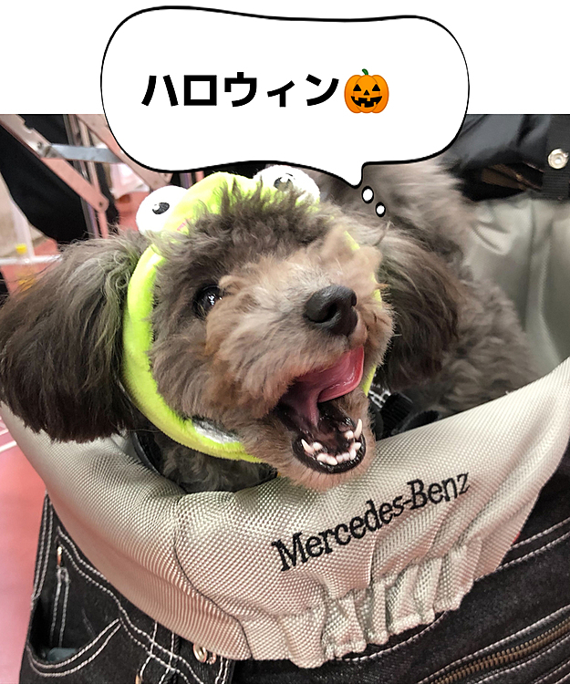 今日はハロウィンした🎃ワン🐶