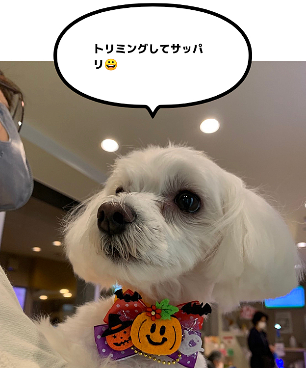 日曜日に月1のトリミングでした。
ハロウィンのリボン付けてもらいました🥰