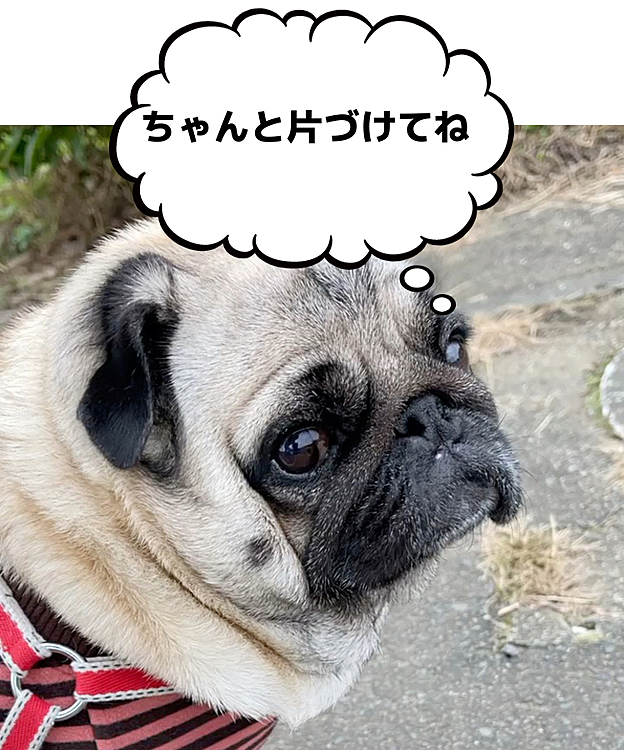 朝んぽ、すごく寒かったです🐶
今日も快腸なししまる、立派な💩です‥