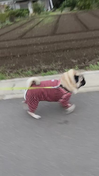片づけようとしたとうちゃん、お散歩バッグ忘れたのに気づきました😱