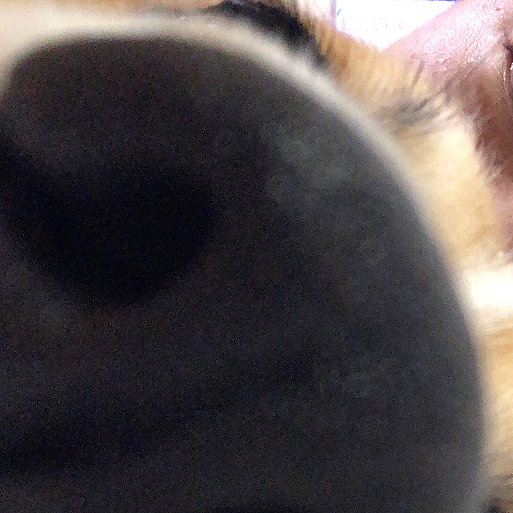 鼻デカ画像🌀🤣
先日、副反応で辛かった時のまある🤣
添い寝してくれましたよ😃
ただ寝てただけですけど🤣