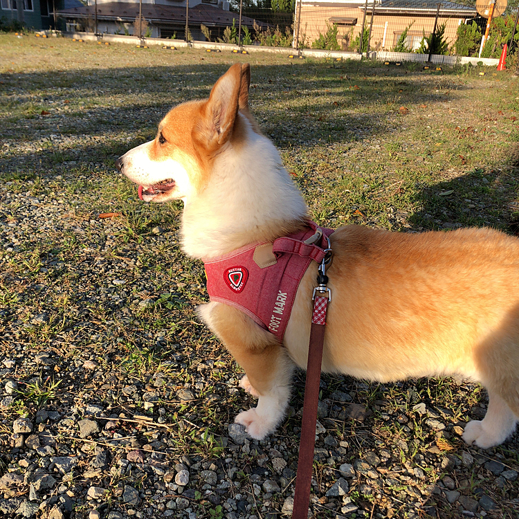 昨日の夕散歩😃
天気が良くて気持ち良かったね😃
