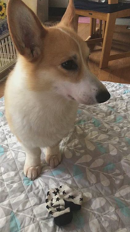 順番前後しましたが、昨日の朝🤣
いつのまにか靴下ドロボーしてまして🌀
ブンブン活動開始してました🤣
ブンブンし過ぎて靴下がハウスの屋根に乗っちゃって🌀🤣
取れないと分かると、諦めの早いまあるです🤣🤣