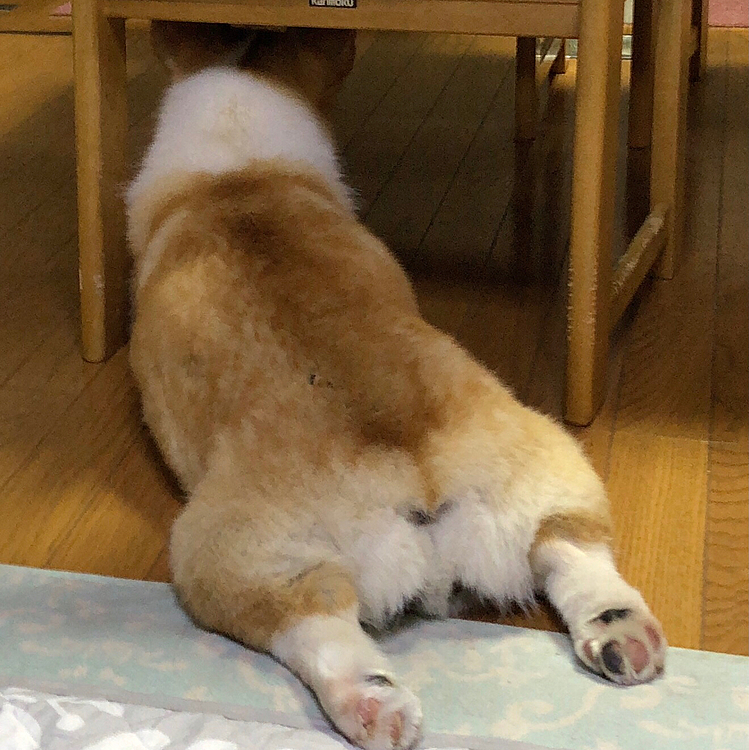 夜から雨が降り出して☔️
雷も⚡️鳴ってました🌀
掃除機よりも怖い雷⚡️
テーブルの下に避難しながらビビってました🌀可哀想に🌀
