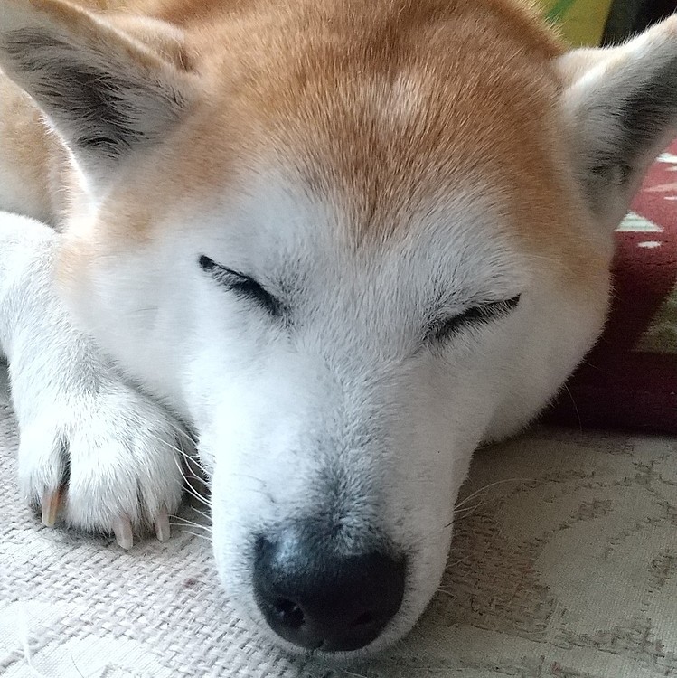 おはよー👋😃☀️ございますハナですo(^o^)oでもお休み💤
