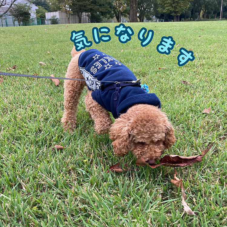 今日も寒いですね😵
寒くても、バッチリクン活してきました😁
今日も頑張ってくださいね👍

#トイプードル #犬好きさんと繋がりたい #犬のいる暮らし