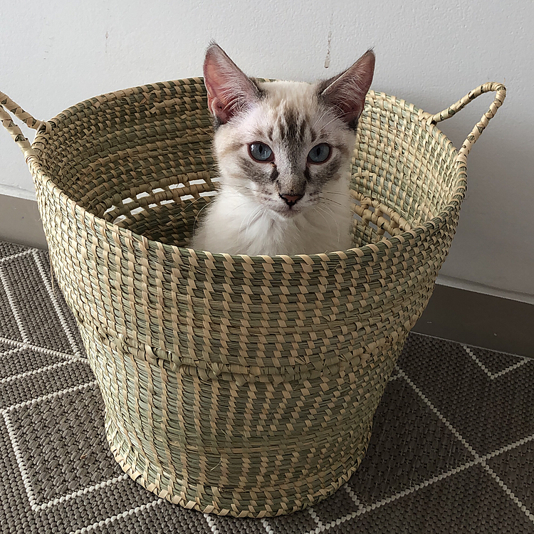 かご猫トラ