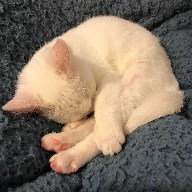 いまでもよく寝るけどよく寝てたピーニャ
