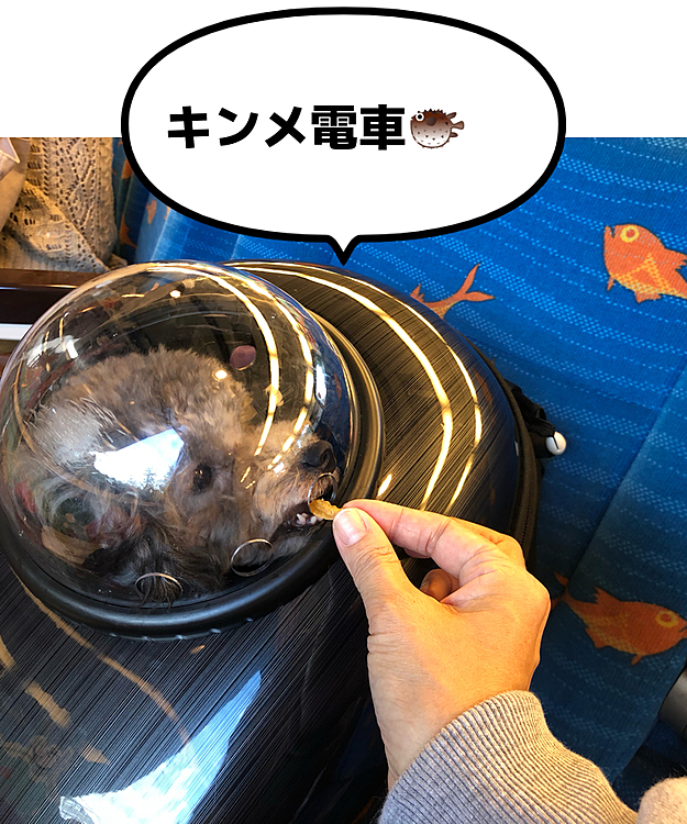 キンメ電車にのったワン🐶