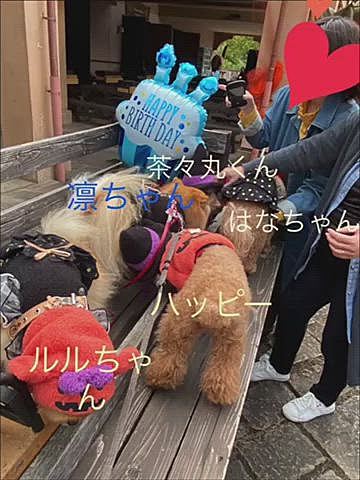 【2本目】
これが現実編
集合写真はワチャワチャ誰が誰やら💦
おっとり優しい茶々丸くん、カートにお邪魔したハッピーの踏み台に…ごめんね🙏
エミューに興味津々のはなちゃん、興奮し過ぎてズルってなってるよ😆
いつも笑顔が可愛いルルちゃん、ご一緒させて頂いた往復の車では大人しいと思ったらフガフガたまにブヒブヒ鼻を鳴らしていましたね🤣
動画撮れば良かった〜💦
凛ちゃん、名前の通りいつも凛としたイケメンなのに甘えん坊💕
特にドッグランではピョンピョン抱っこの要求してました😍