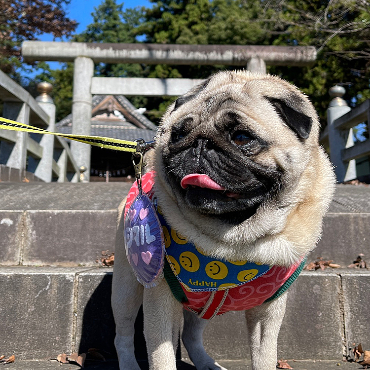 今日の朝んぽ、いつもの神社へ⛩
風が強かったですが、良い天気☀️