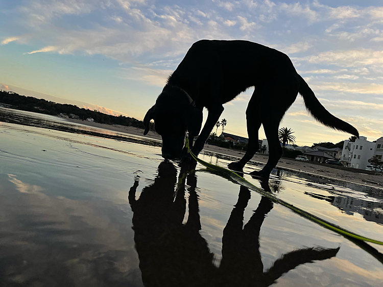 さくらと海んぽ1時間半いきました🥰
空綺麗だしさくら美しいし最高に楽しい時間でした…✨