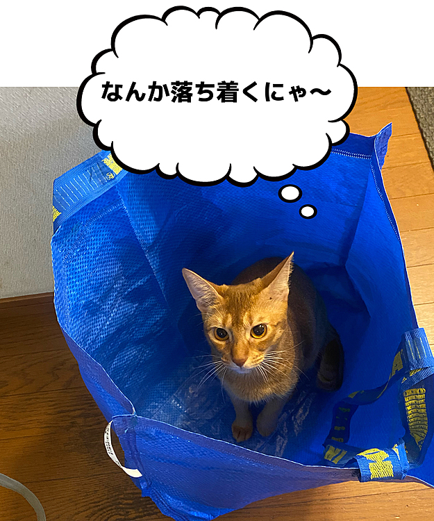 IKEAの袋にすぐに入ってしまうむぎ。