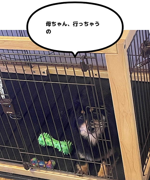 平日、皆んなが仕事の時は、構って貰えないのわかってるから、お利口さんにしてくれてます❣️
そんなに見つめないで〜
寂しそうな顔しないでょ〜
「行ってくるね。
お留守番　頼むね」