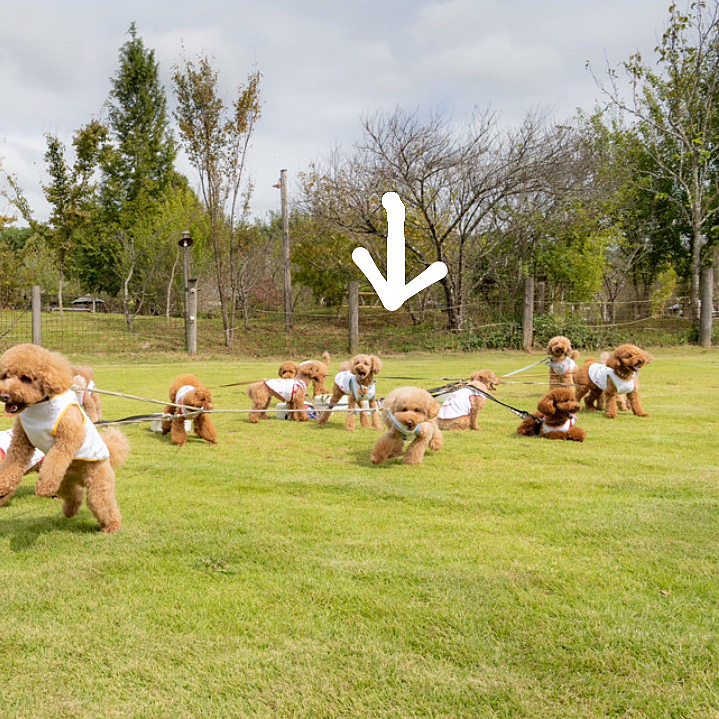 オフ会の思い出🐶
皆が必死なのに、ボッとしてるりく😆
