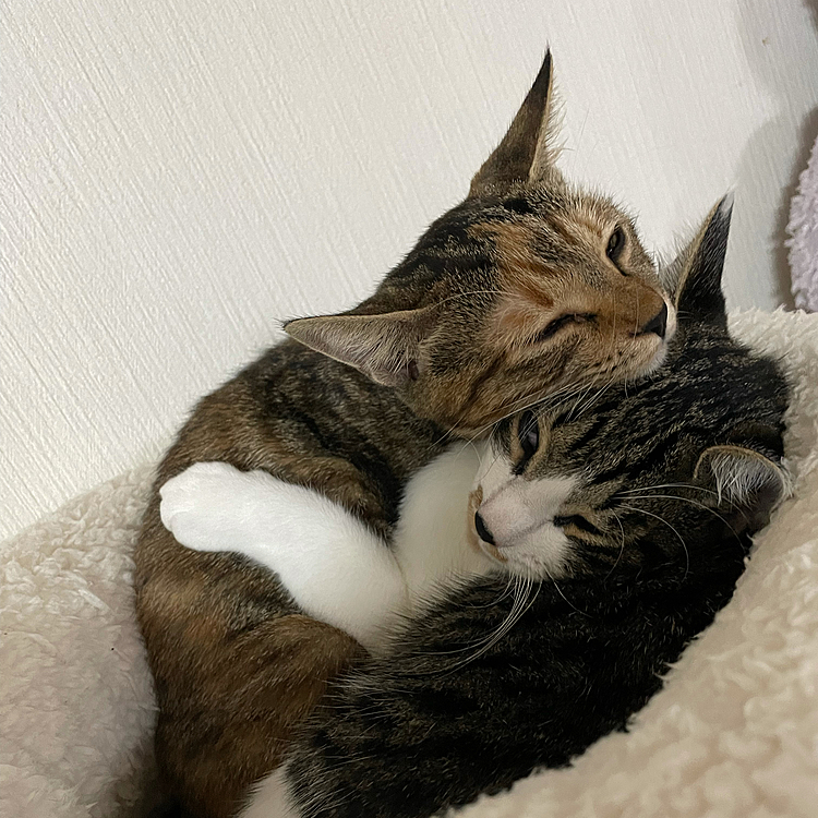 ニトリのNウォーム2匹で入るとこうなりました！(*´ω`*)笑