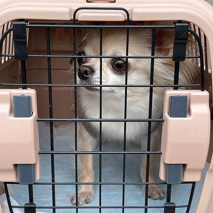 準備をしてパパが車🚗を出すのを待ってます🐶