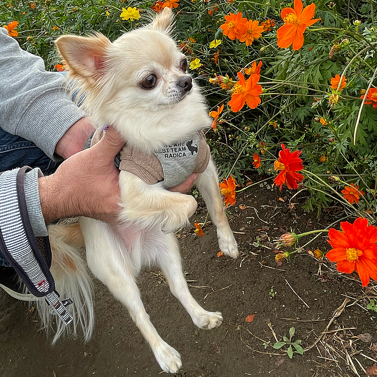 なかなかカメラ目線にならなかったので抱きかかえてパシャリ😅
綺麗なお花とちゃんとコラボしたかったです😅