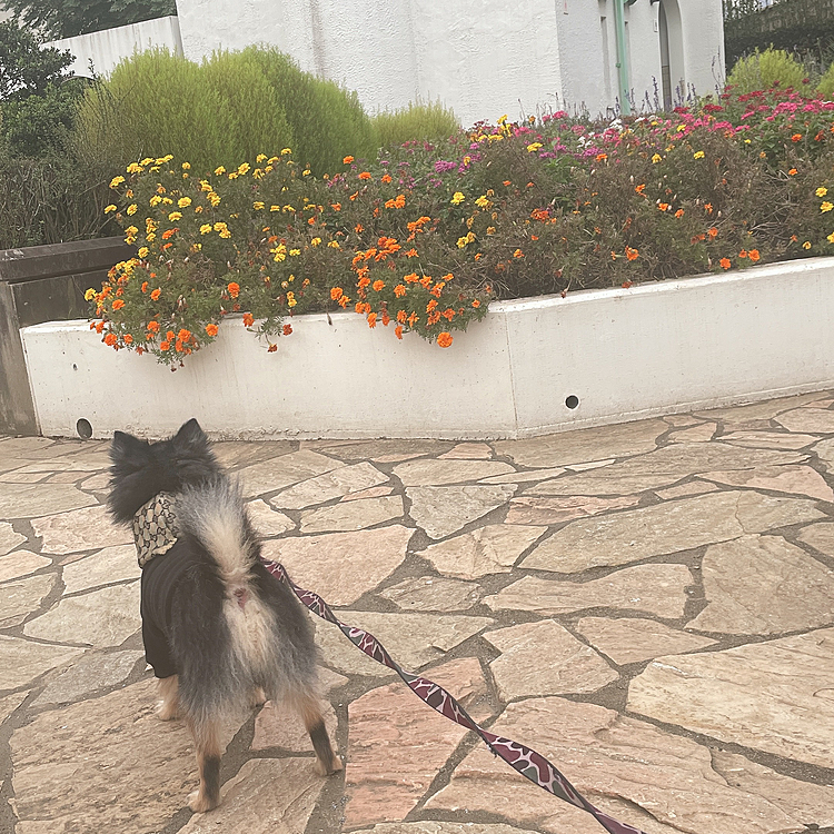 とらくんと花園🌸🐾

近所の公園です⛲️
沢山お花が咲いていました😊
綺麗です✨

いつもは沢山オトモダチがいるのですが
今日は会えず。猫ちゃんだけいました🐈
