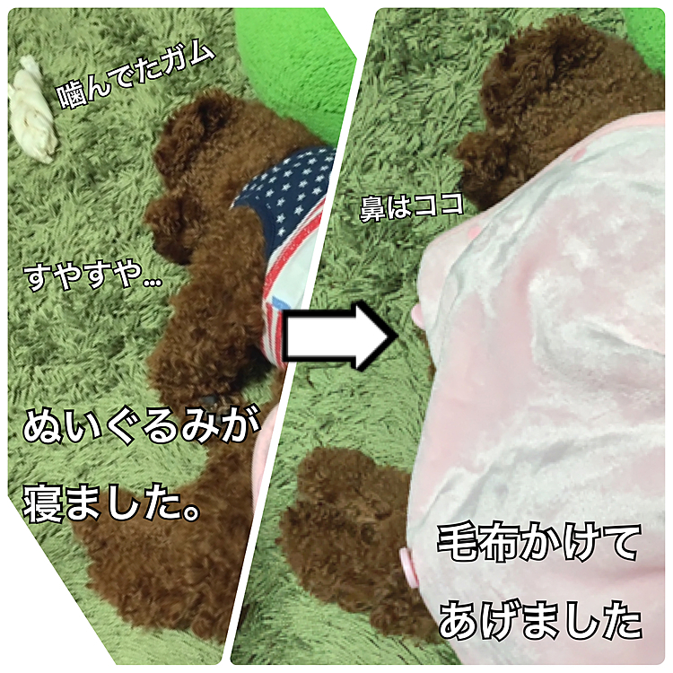 犬には毛布を・・・
飼い主風邪をひく・・・
アホです。