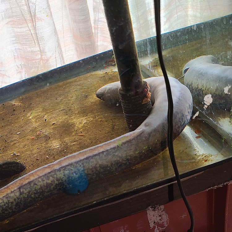 オオウナギの寝姿
Anguilla marmorata