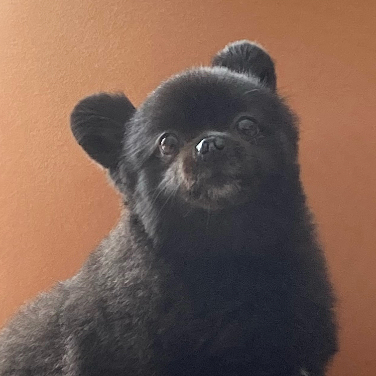 口周りの白みも増えてきてます。
なんか
コツメカワウソに似てるような似てないような…🦦