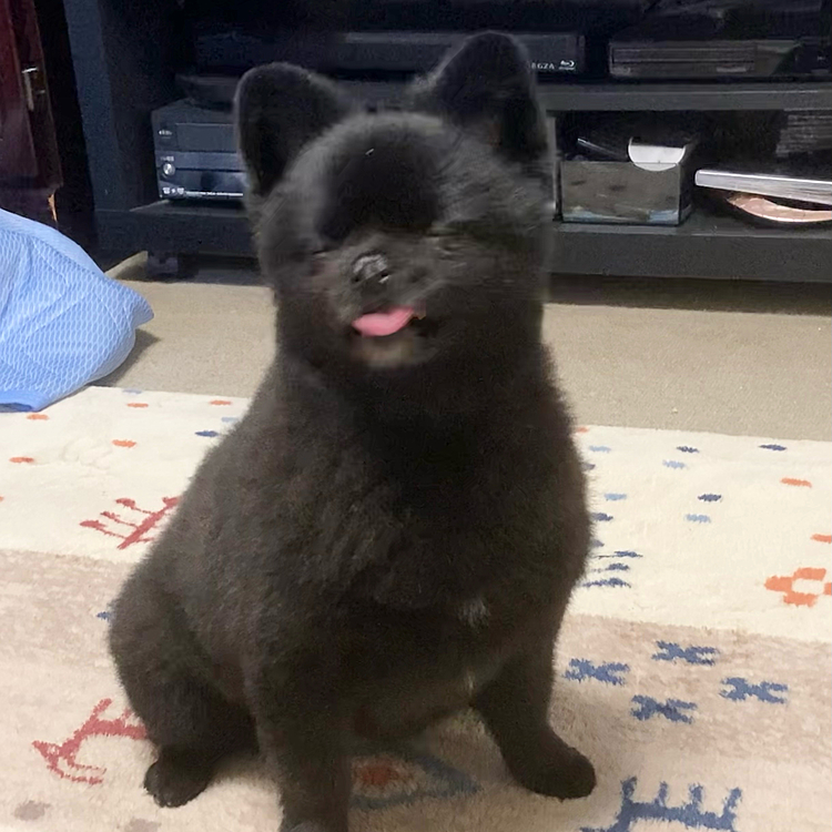 こっちはうにママから左とん平に似てるって言われましたが…
似てるか？•́ω•̀)?