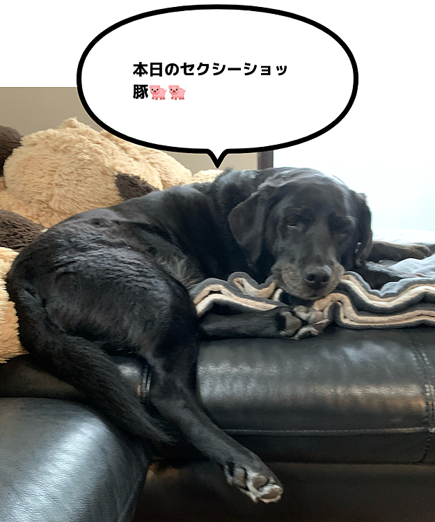 ぶた組ブッチャー班🐽🐽の投稿