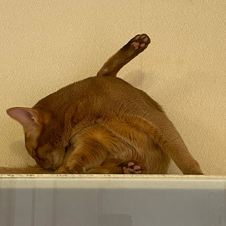 猫🐈の体って一体どうなってるんだか😅