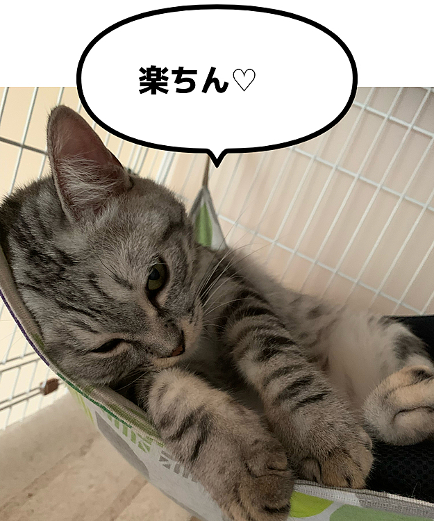初投稿🤗
おっきくなり過ぎて
ﾊﾝﾓｯｸ限界？‪𐤔