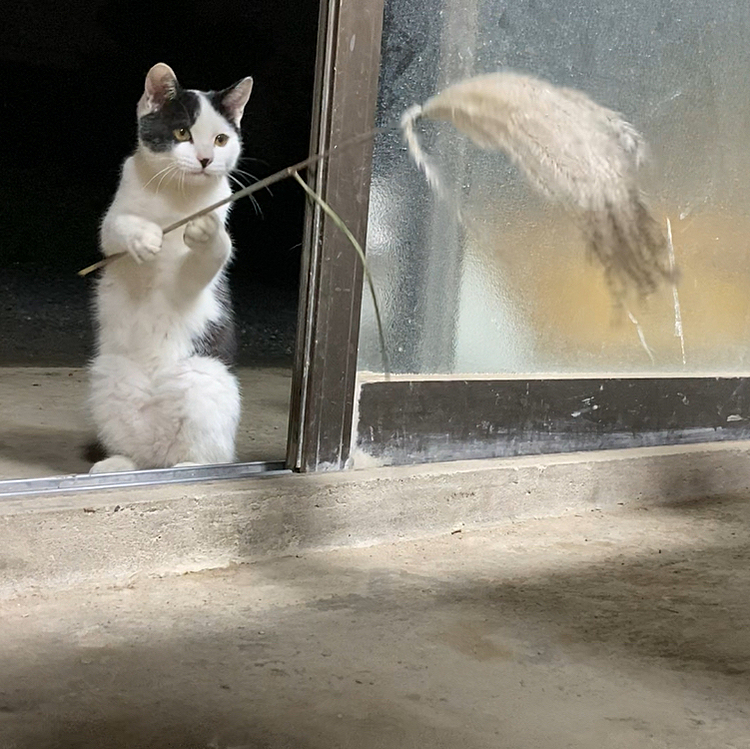 我が家におもしろ魔法使い猫がいたので写真を撮りました。両手を使って持っているものはススキです。本人はハリーポッターのホグワーツを首席で卒業したと言っております。