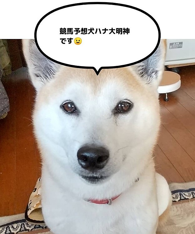 菊花賞😃ハナ大明神の御告げ😃