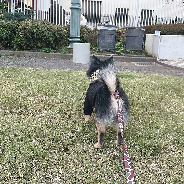 黒柴ちゃんと遊んできました🐯🔆

「ぼくと同じ顔してるね」

と言いたげな顔でふたりで見つめあってました🤣笑
楽しかったかな？🤣

今日はこれからお風呂です♨️

カキカキday♨️

