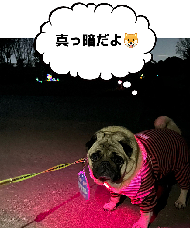 日が短くなりましたね🌔
夕散歩、真っ暗の中、ピカピカ✨パトロール行ってきました🐶