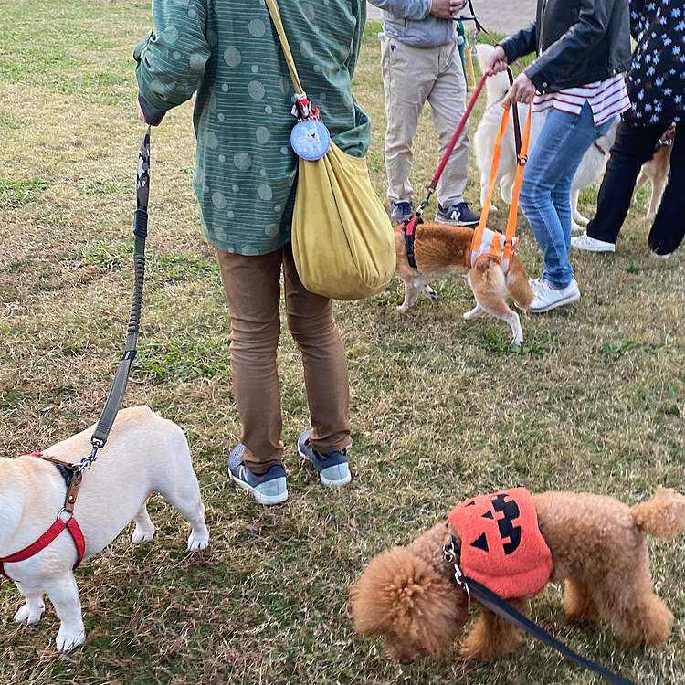 そして18歳超えの柴ちゃん🐕
以前はハーネスだけで何とか歩けていたけど数日前から後ろ足も支えてあげないといけない状況との事😞
でも頑張って歩いていました🐾