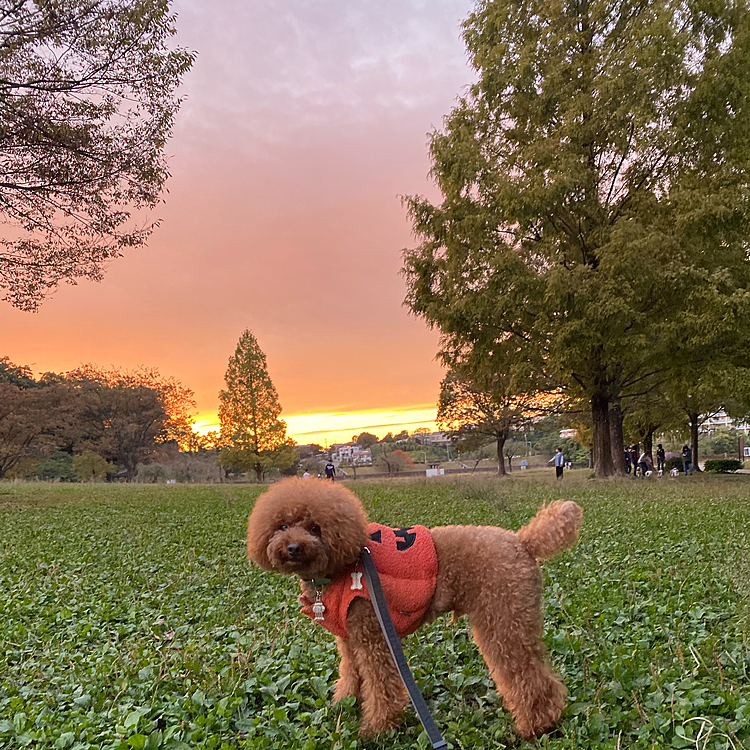夕陽も綺麗でした♪