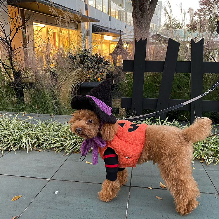 今日はいつものショッピングモール❣️
このカボチャ🎃帽子もセットなのですがブンブンしちゃうので諦めていましたがせっかくなのでトライしてみました🎩