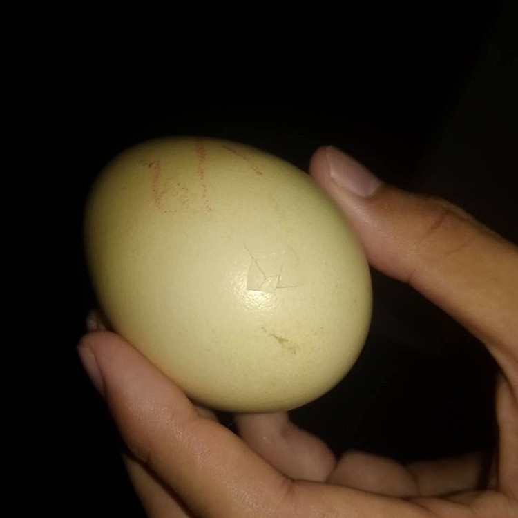約2年前に撮影した、孵化する直前のクジャクの卵。