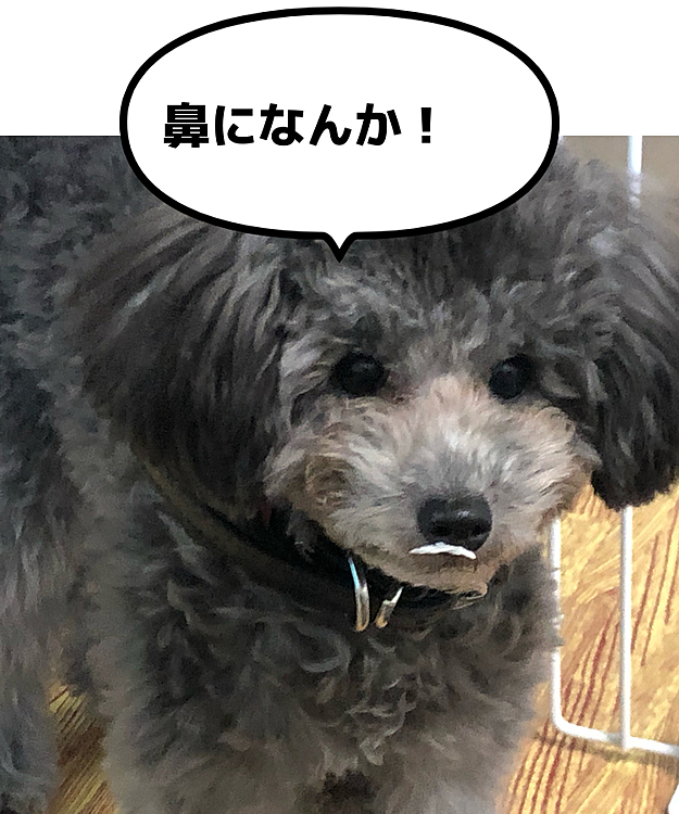 鼻にティッシュついてます！！