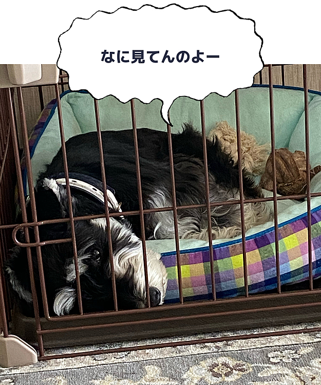ひーまー〜だしてー