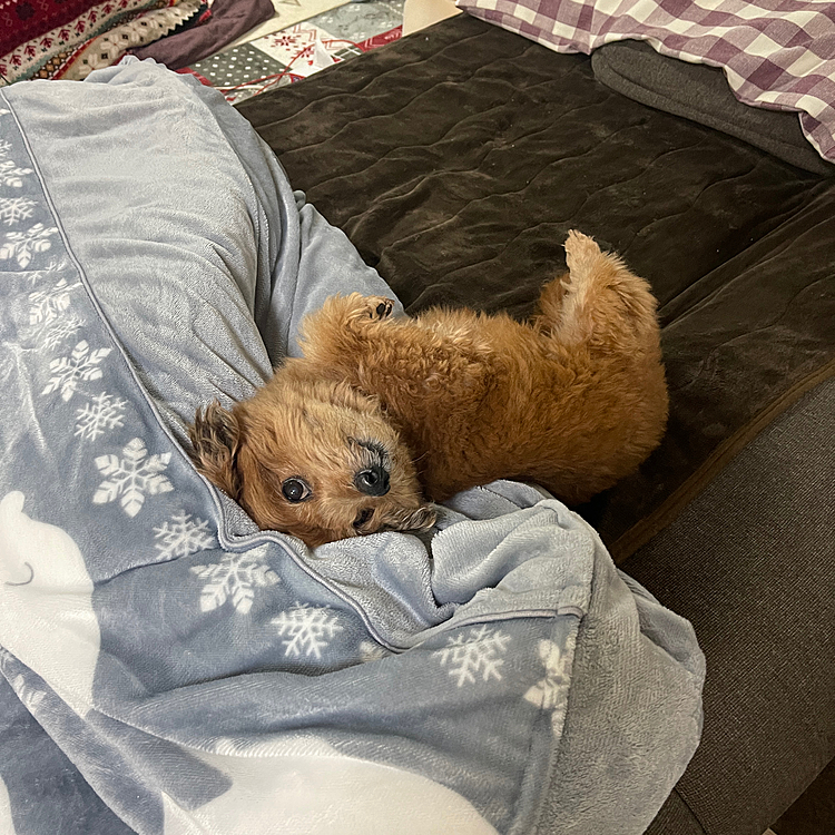天日干しのオヤジの布団取り込んだら一番乗りのほくとさん😅
寝る時は部屋に行かないと怒られるよ😊