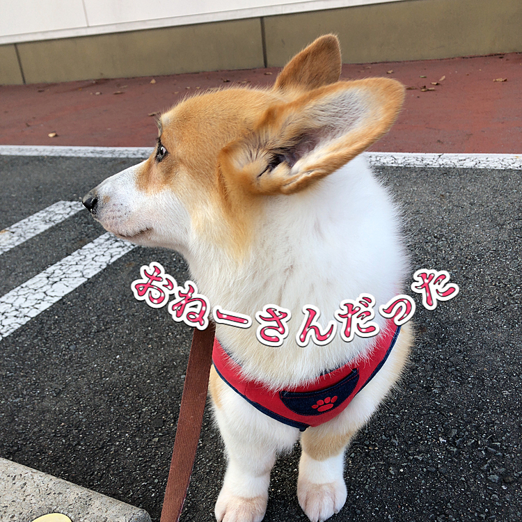 そして、最近は、男のトリマーさんだったけど🌀
今回は、念願叶って、お姉さんに😃
まある大喜び♥️
帰りは名残惜しそうにしてました😃