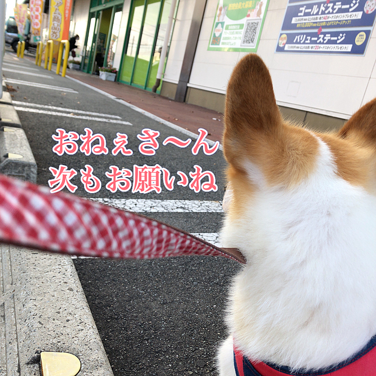 そんなに、名残惜しいの?笑笑
トリマーさんなのか。。撫で回してくれた、子犬販売のお姉さんなのか。。
いずれにせよ、お姉さんよね😃
ここにも、昔のお姉さん居るけど?笑笑