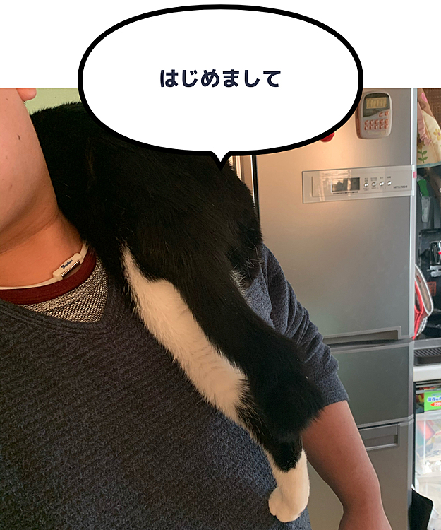 はじめまして
3ヶ月くらいの野良子猫を拾って半年が経ちました
元気な女の子です
よろしくお願いします