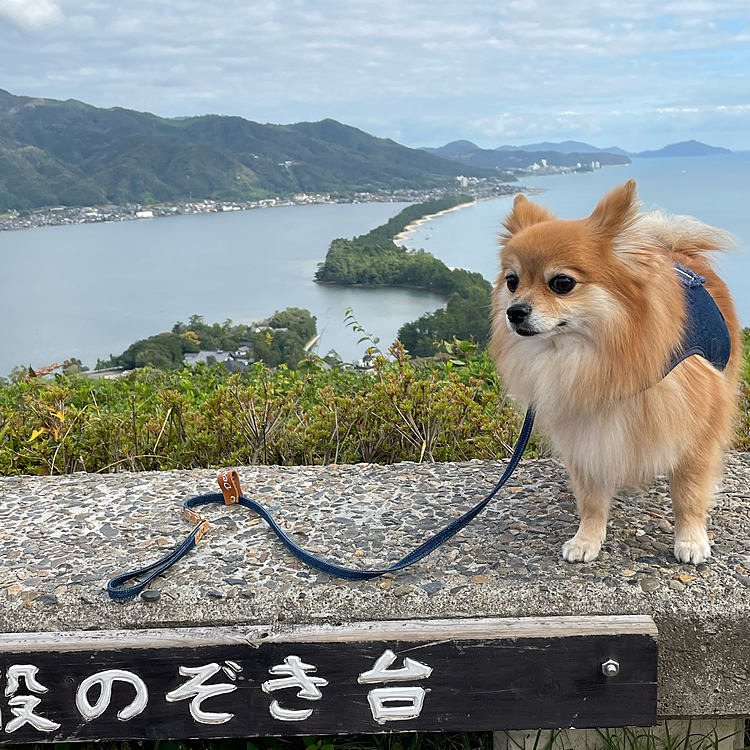 ここで凛の写真を撮るのが夢でした✨
叶って嬉しい😆
お天気にも恵まれたし〜🥰