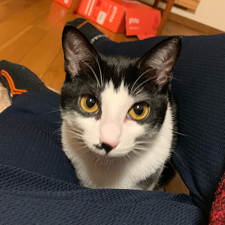 はじめまして
3ヶ月くらいの野良子猫を拾って半年が経ちました
元気な女の子です
よろしくお願いします